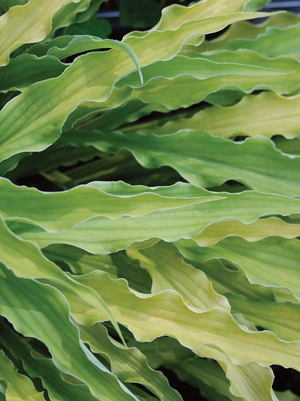 Hosta, Curly Fries - Image 2