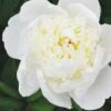 Peony, Immaculee