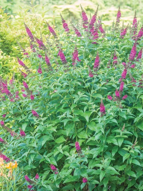 Buddleia, Miss Molly - Image 4