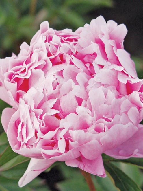Peony, Sarah Bernhardt - Image 2