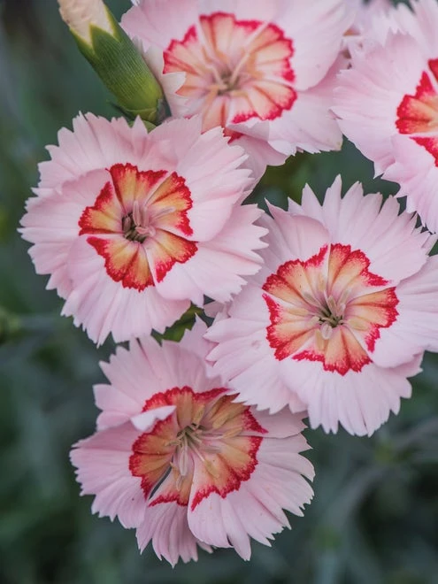 Dianthus, Georgia Peach Pie - Image 3