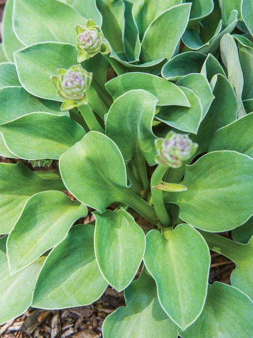 Hosta, Blue Mouse Ears - Image 5
