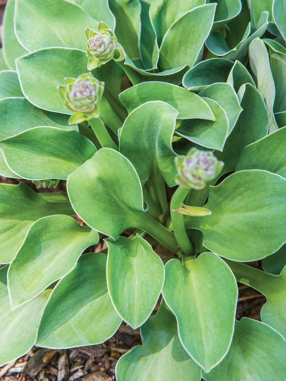 Hosta, Blue Mouse Ears - Image 2