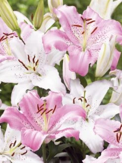 Lily, Fragrant Wedding Bells