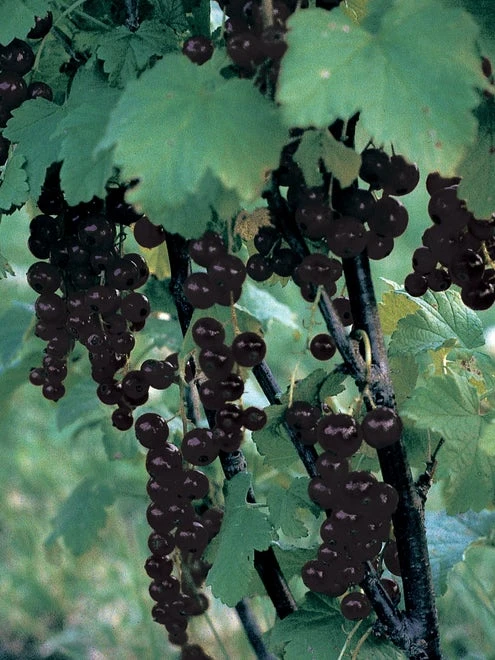 Currant, Consort Black - Image 6