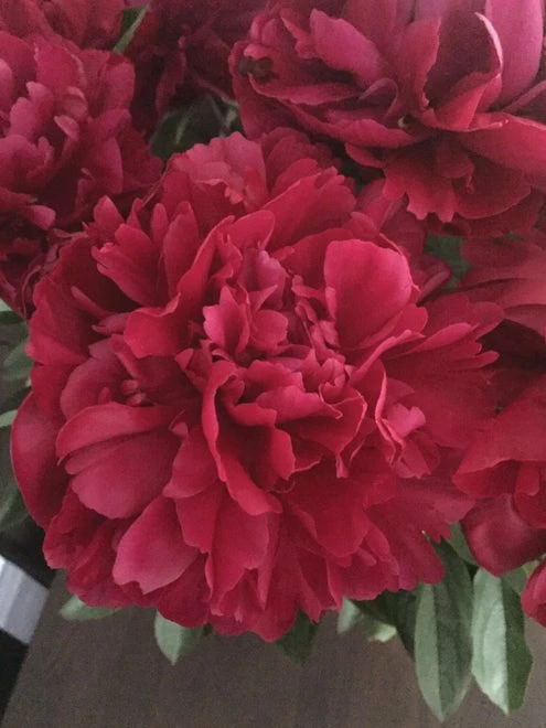 Peony, Lady In Red - Image 2
