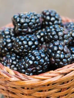 Blackberry, Prime-Ark 45®