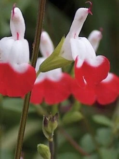 Salvia, Hot Lips