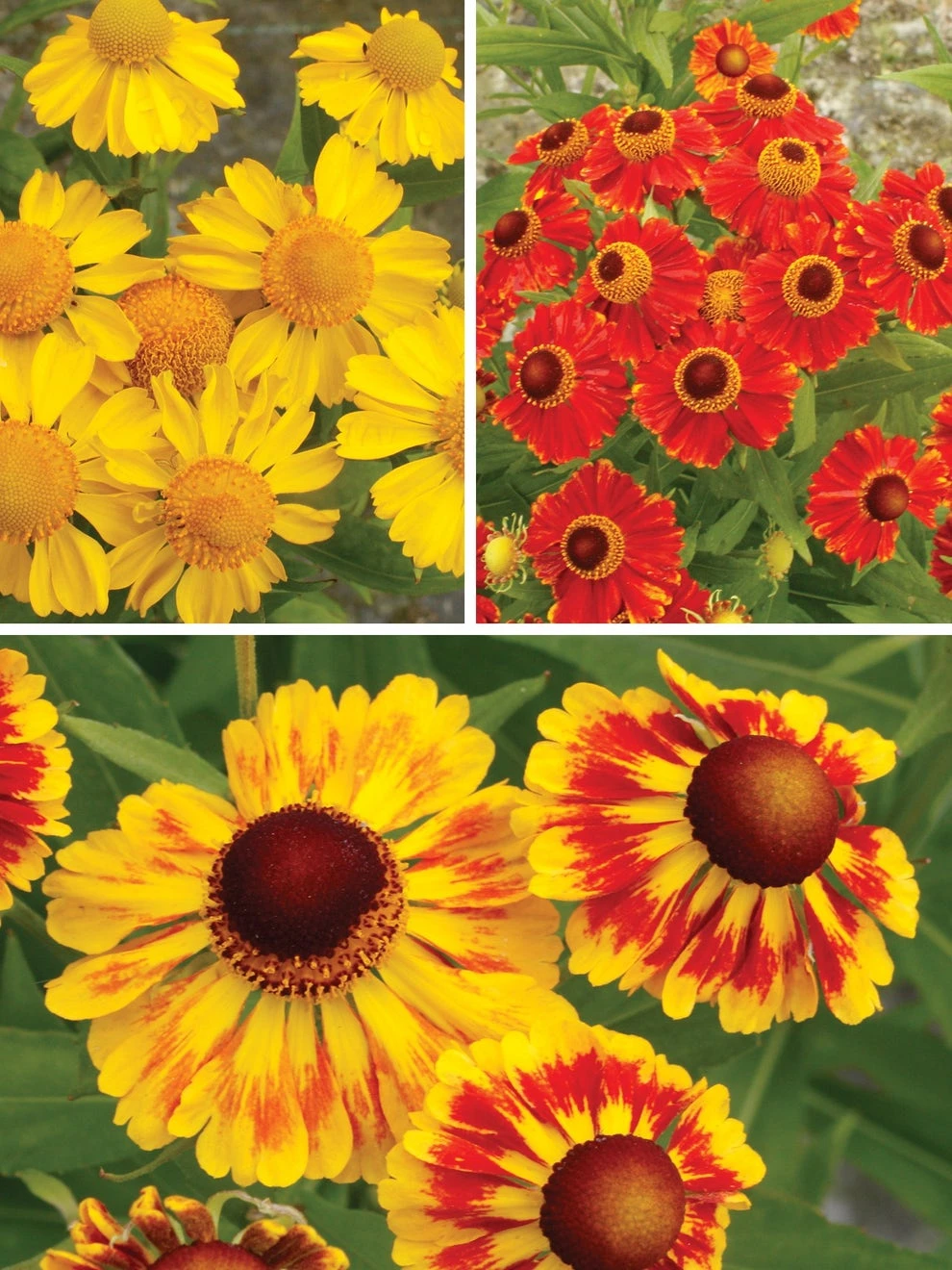 Helenium, Pinwheel Collection