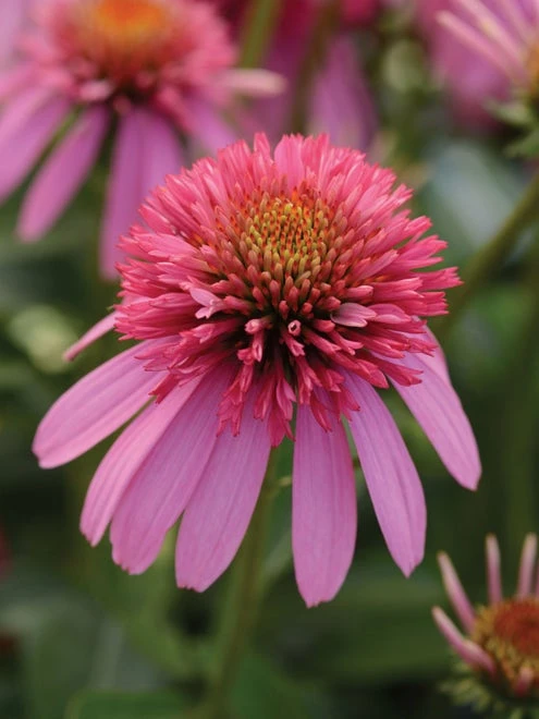 Echinacea, Double Scoop Bubble Gum - Image 3
