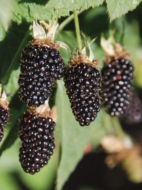 Blackberry, Hall’s Beauty - Image 4