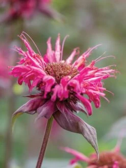 Monarda, Bees Knees