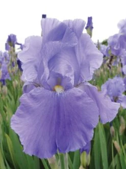 Iris, Sea Double