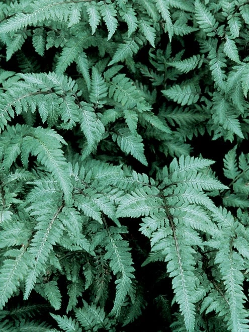 Fern, Japanese Painted - Image 2