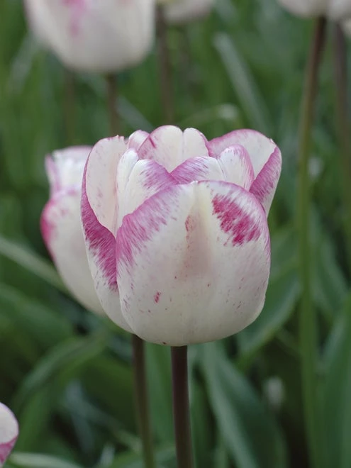 Tulip, Shirley - Image 3