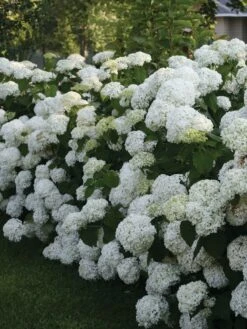 Hydrangea Arborescens, Incrediball®