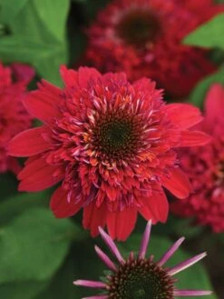 Echinacea, Double Scoop Raspberry