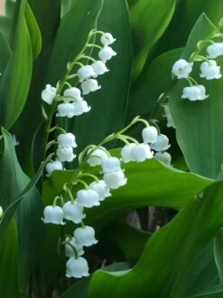 Lily Of The Valley Bordeaux