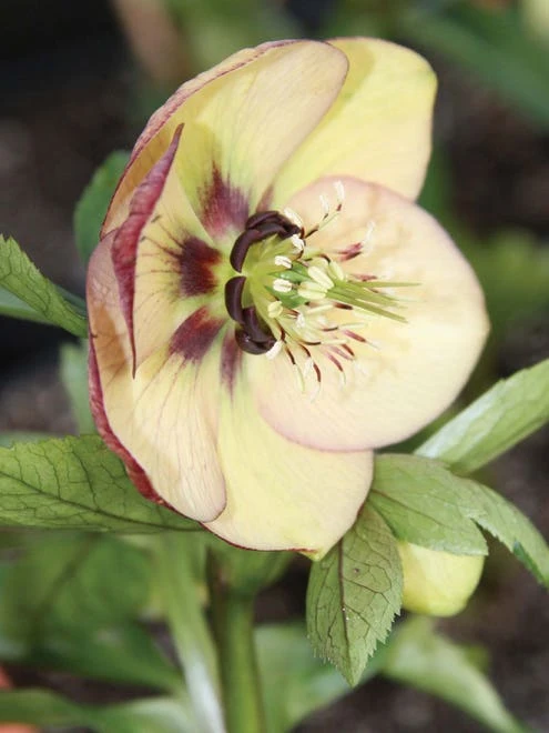 Hellebore, Painted Bunting - Image 3