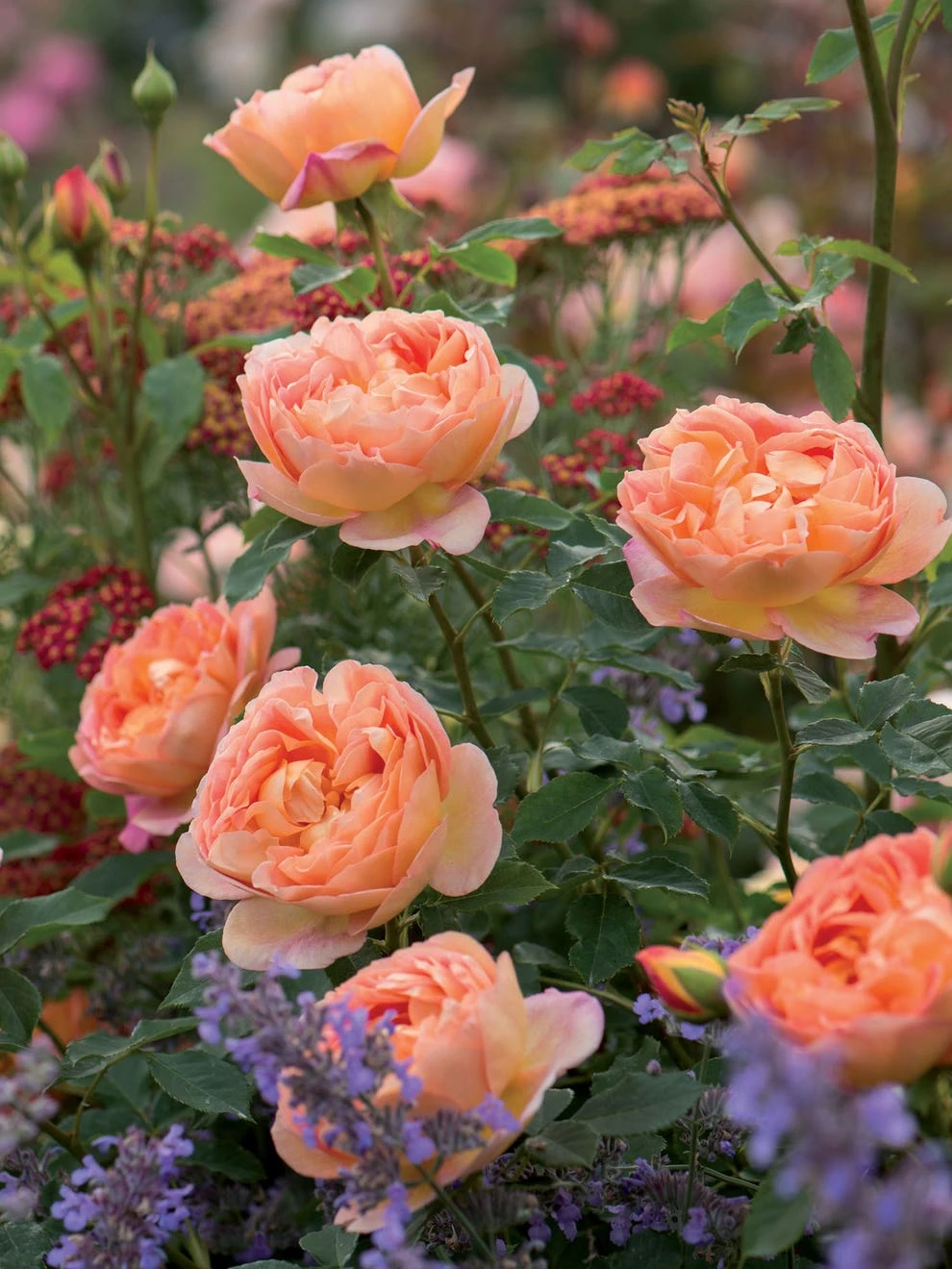 Rose, Lady Of Shalott - Image 2