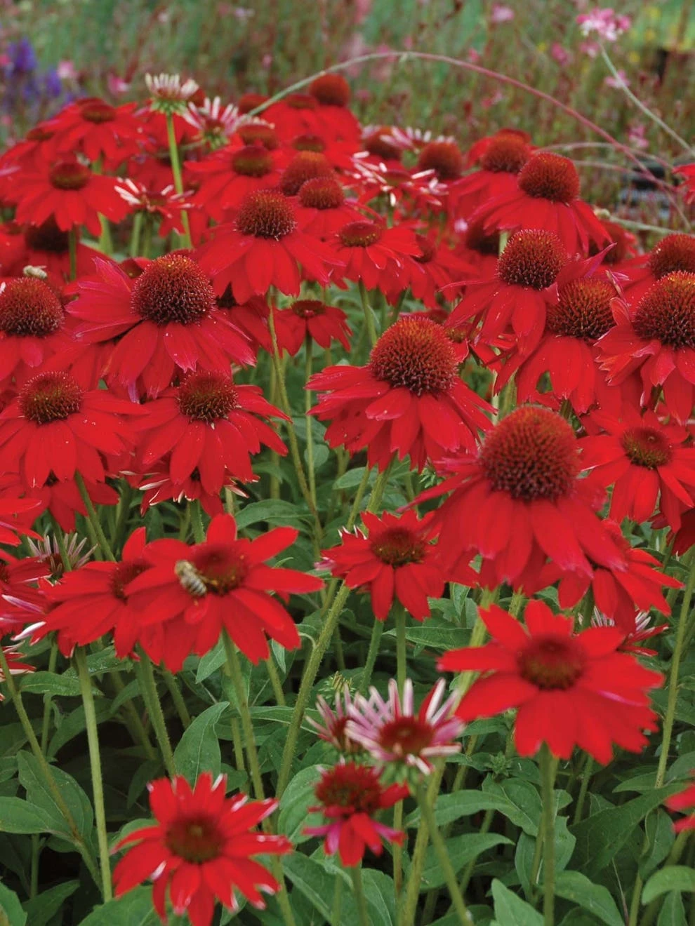 Echinacea, Sombrero Salsa Red - Image 2