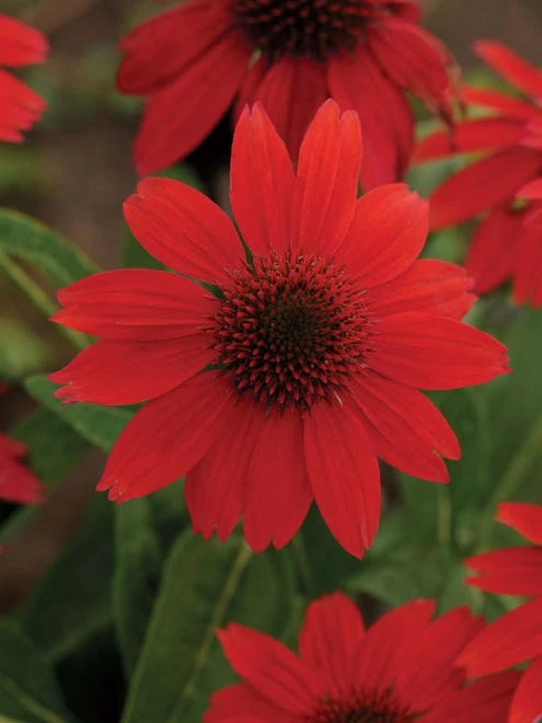 Echinacea, Sombrero Salsa Red - Image 3