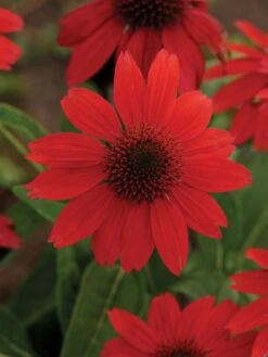 Echinacea, Sombrero Salsa Red