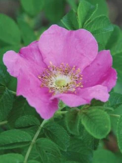 Rosa Rugosa, Rubra