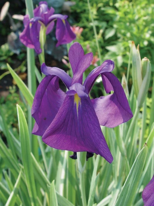 Iris Ensata, Variegata - Image 3