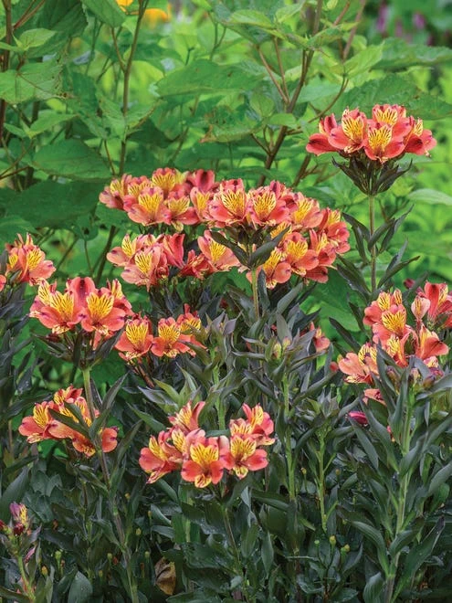 Alstroemeria, Indian Summer - Image 8