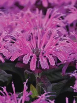 Monarda Didyma, Leading Lady Plum