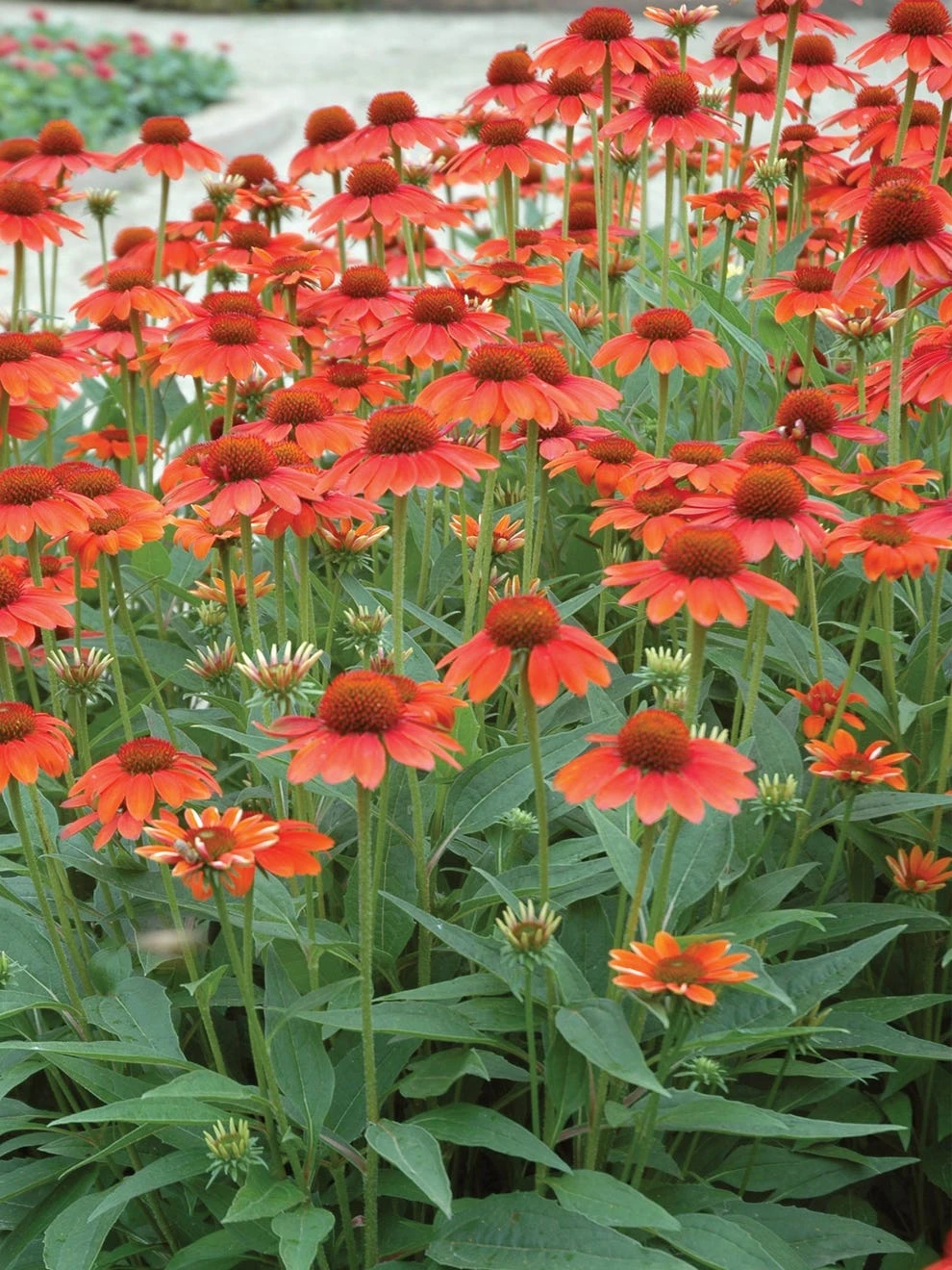 Echinacea, Sombrero Hot Coral - Image 2