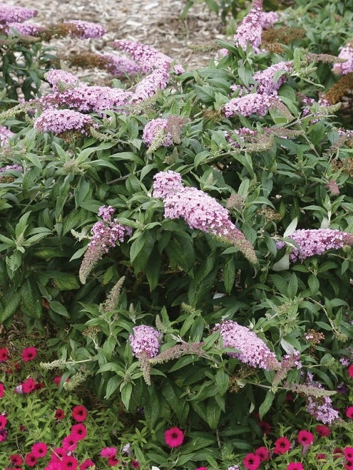 Buddleia, Pugster Pinker® - Image 2