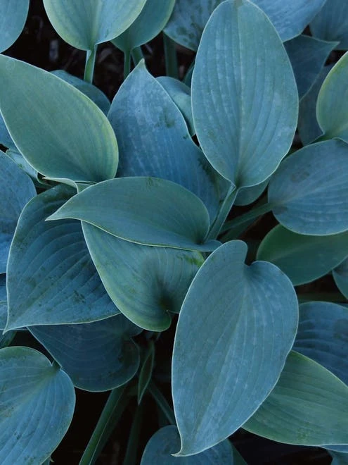 Hosta, Halcyon - Image 4