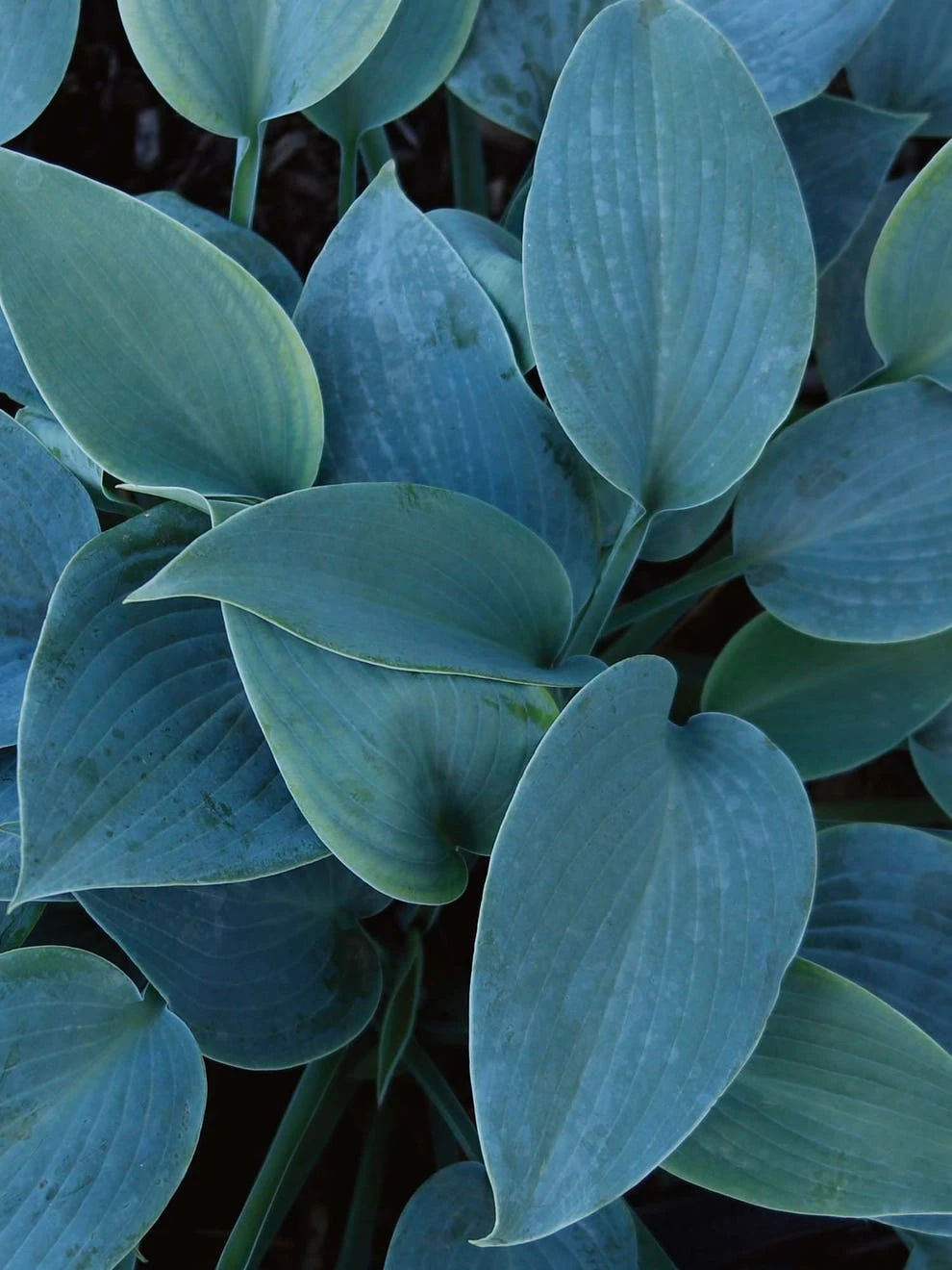 Hosta, Halcyon - Image 2