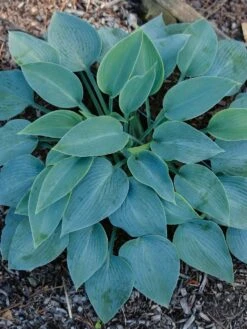 Hosta, Halcyon