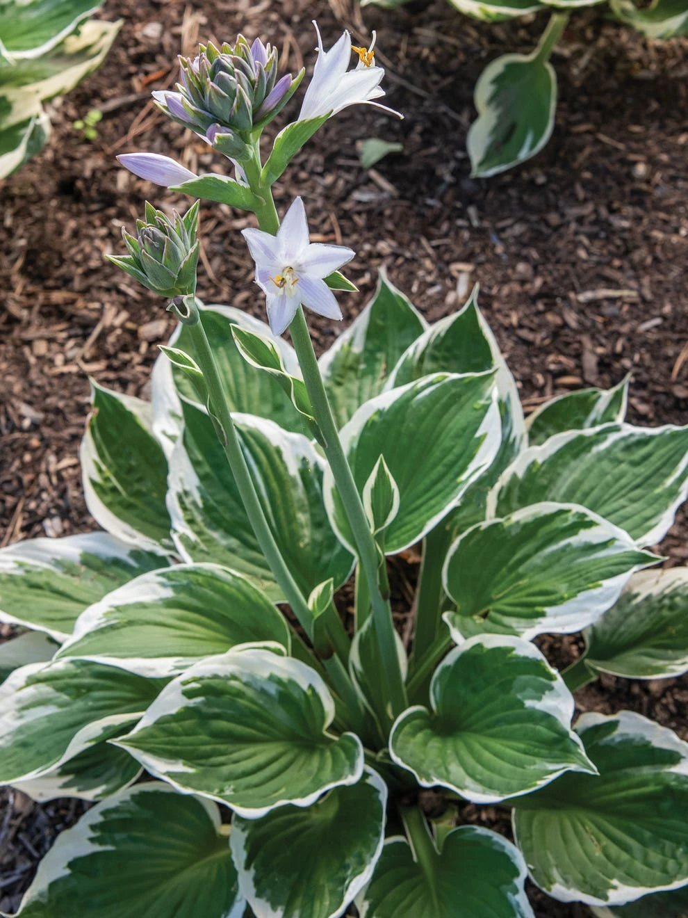 Hosta, Minuteman - Image 2