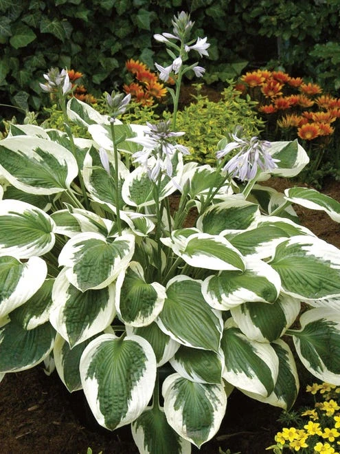 Hosta, Minuteman - Image 7