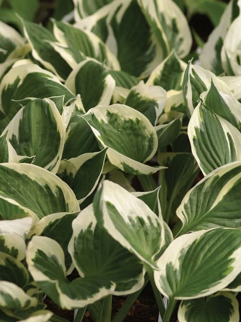Hosta, Minuteman - Image 5