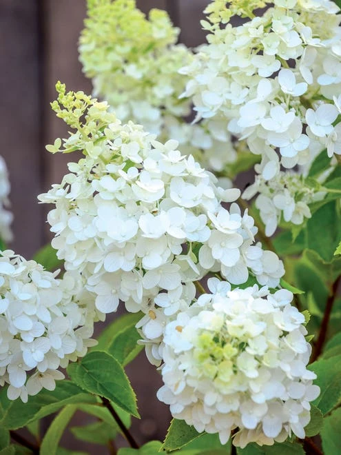Hydrangea, Moonrock - Image 4