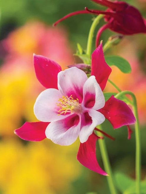 Columbine, Early Bird Red & White - Image 6
