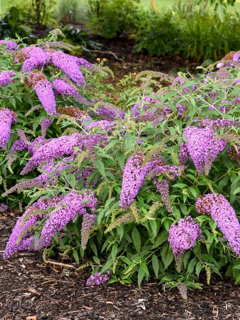 Buddleia, Violet Cascade - Image 2