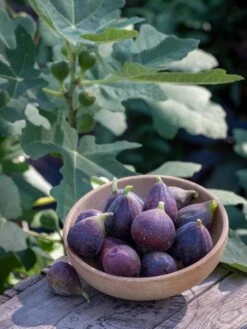 Fig​, Fignomenal​