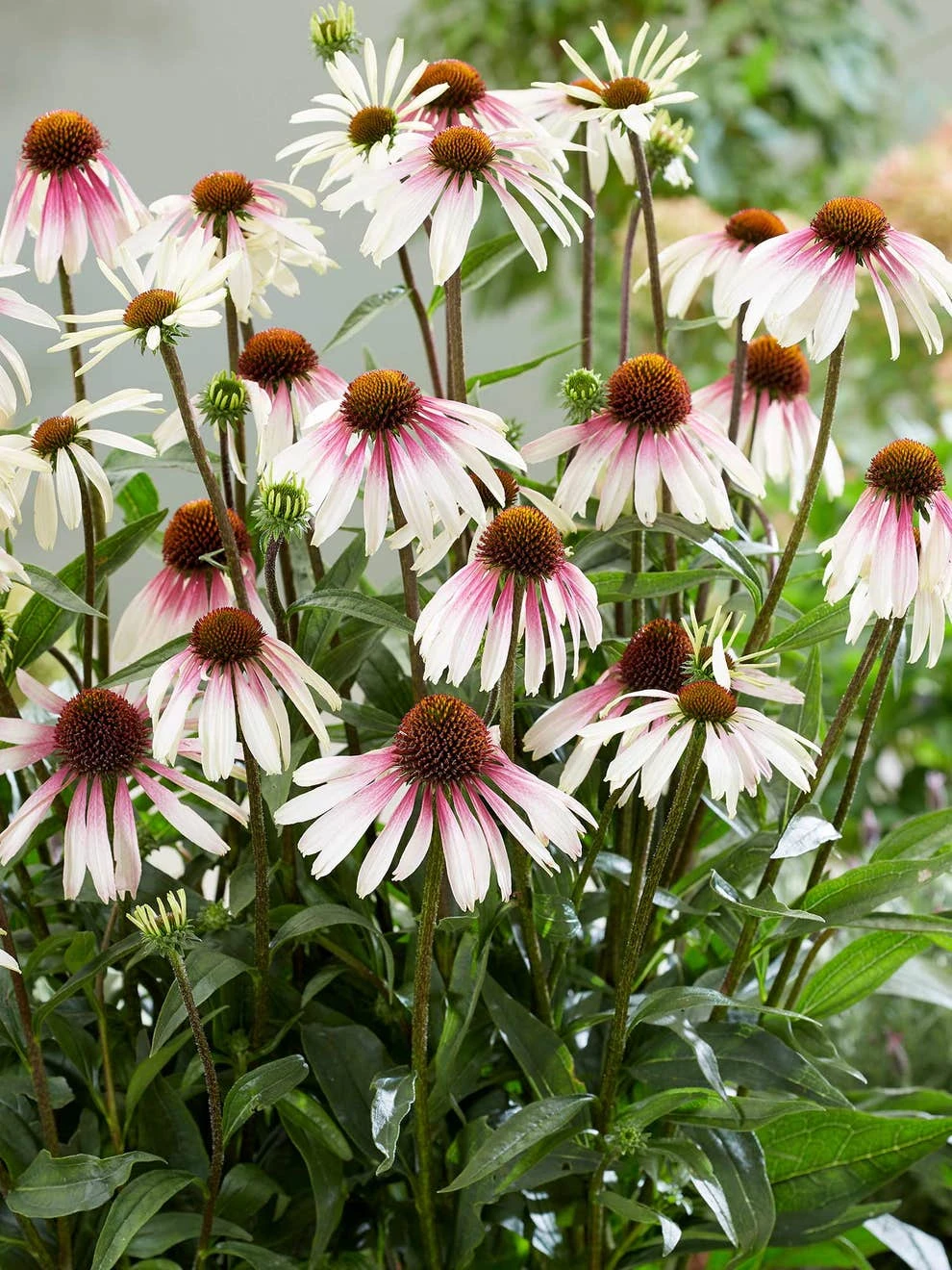 Echinacea, Pretty Parasols - Image 2