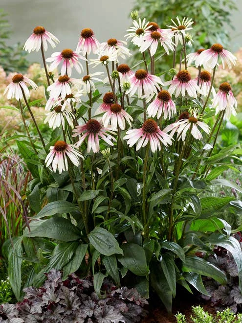 Echinacea, Pretty Parasols - Image 6