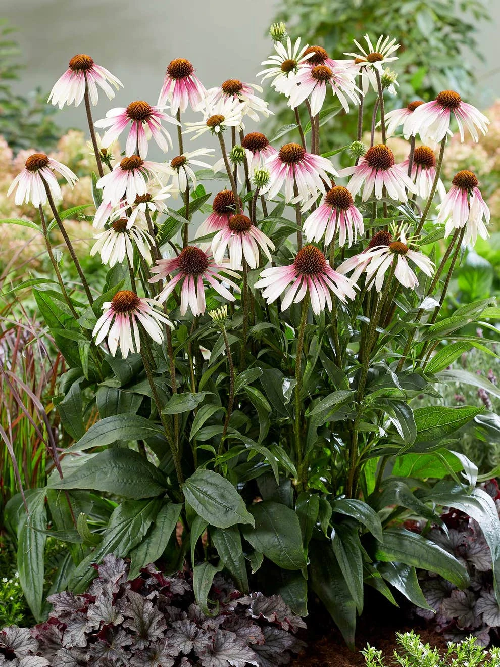Echinacea, Pretty Parasols - Image 3
