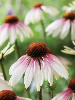 Echinacea​, Pretty Parasols​