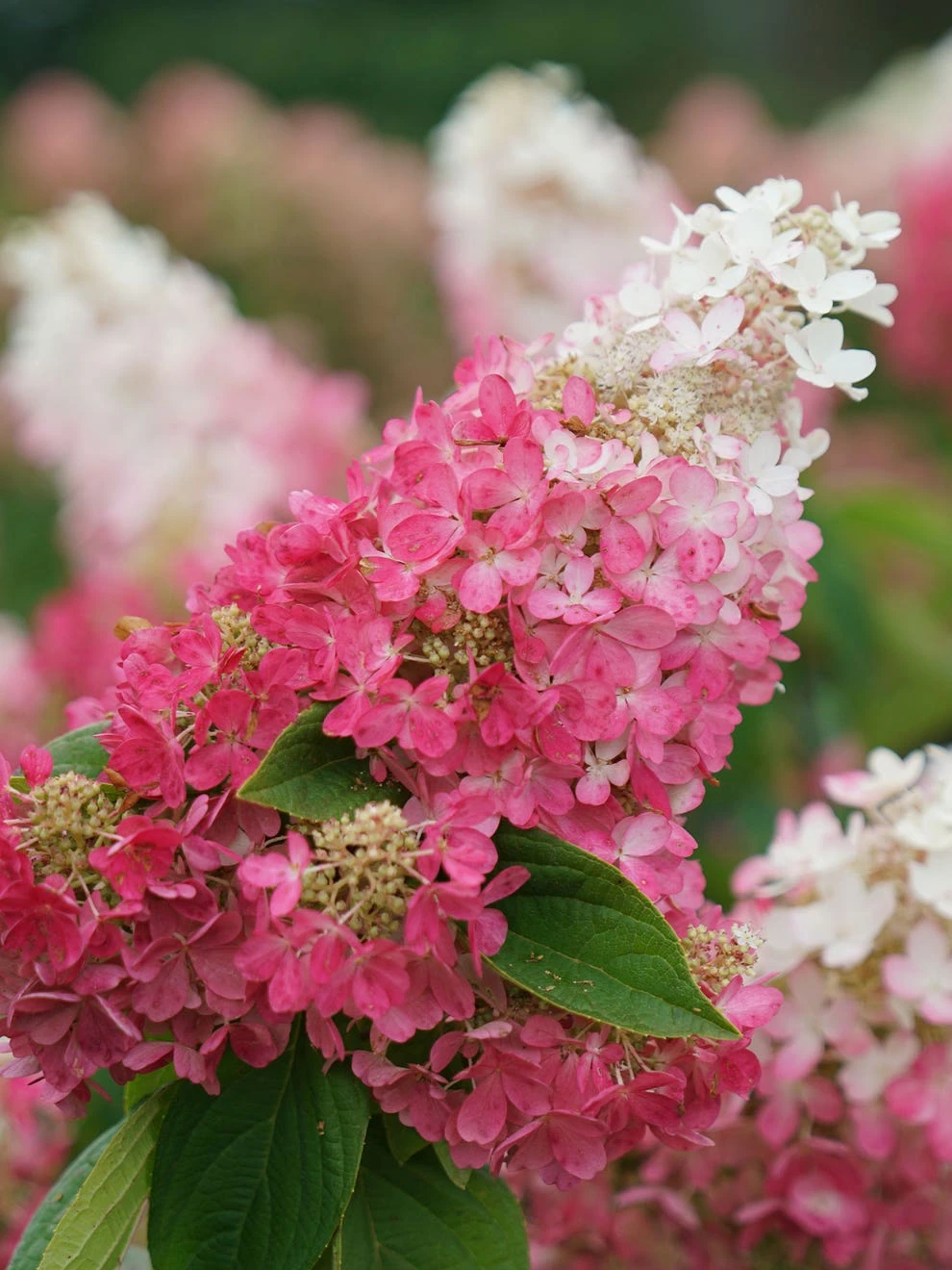 Hydrangea Paniculata, Pinky Winky Prime