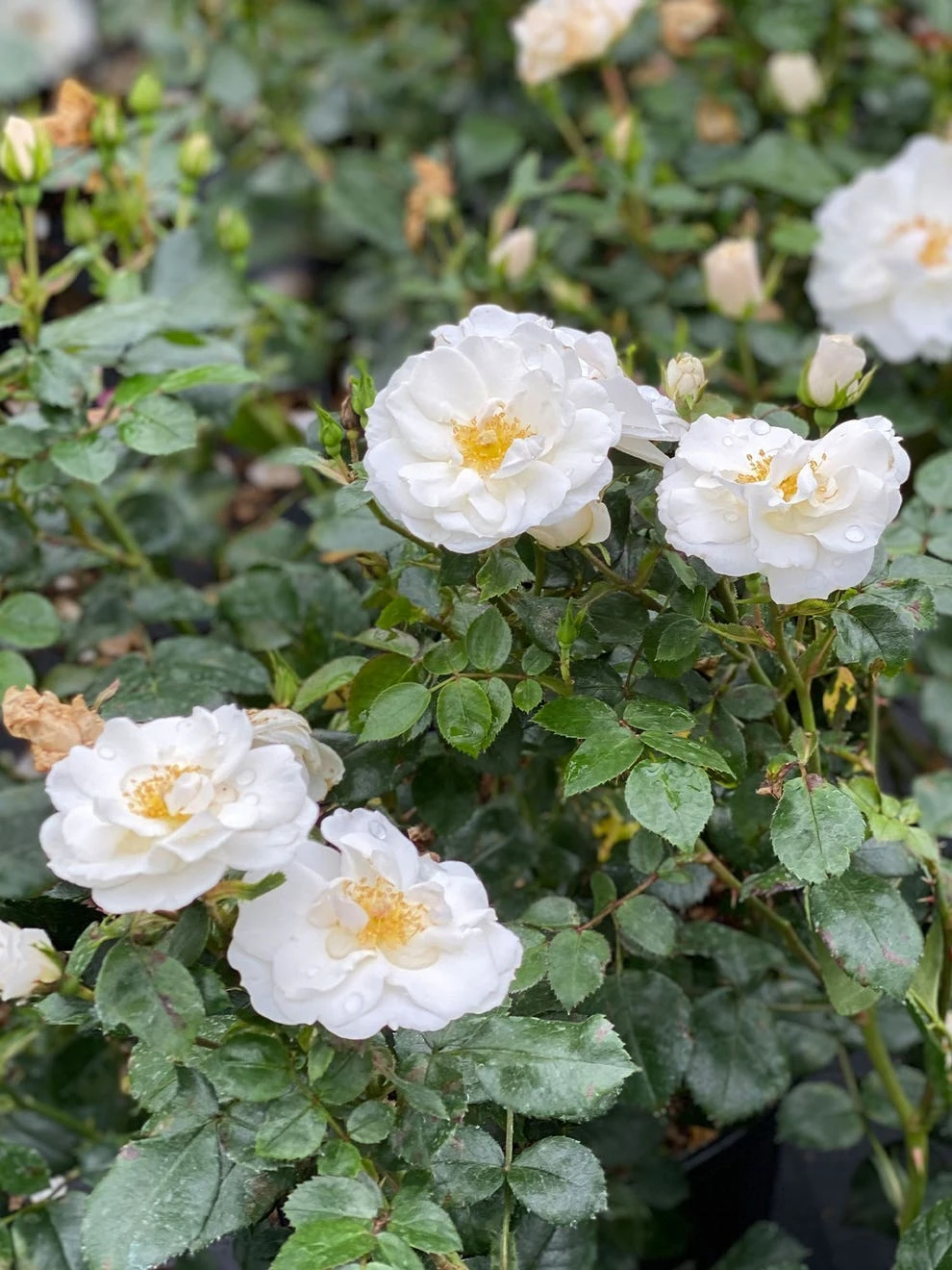 Rose, Oso Easy Ice Bay - Image 2