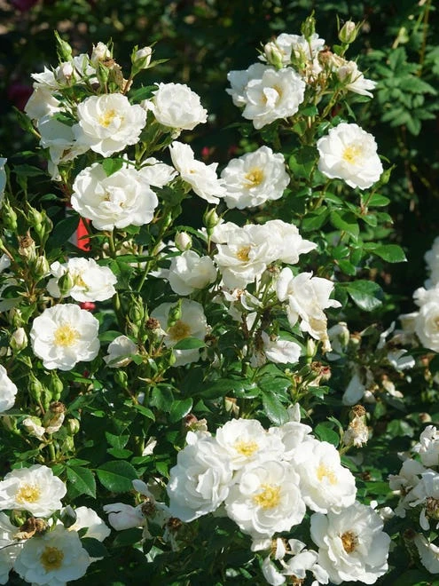 Rose, Oso Easy Ice Bay - Image 6